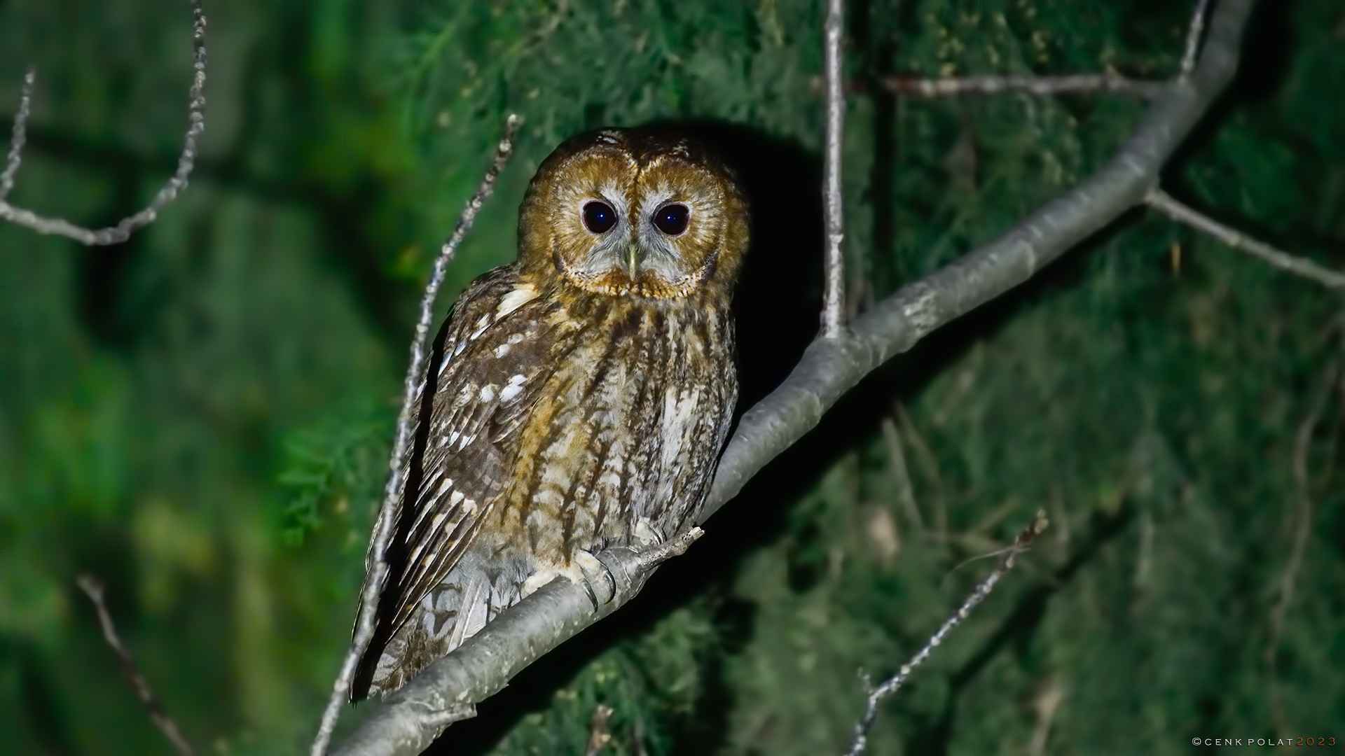 Tawny Owl